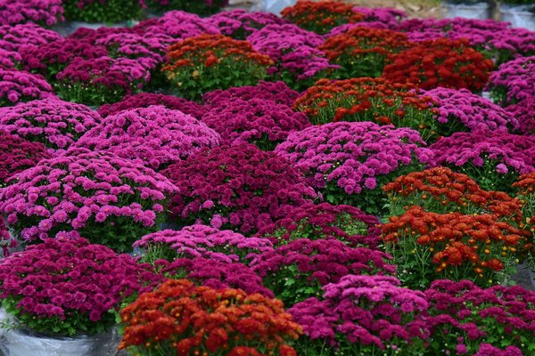 Quelles sont les aides de l'État pour refaire une toiture ?