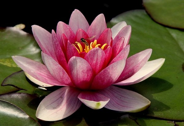 Comment faire pousser un lotus a partir d'une graine?