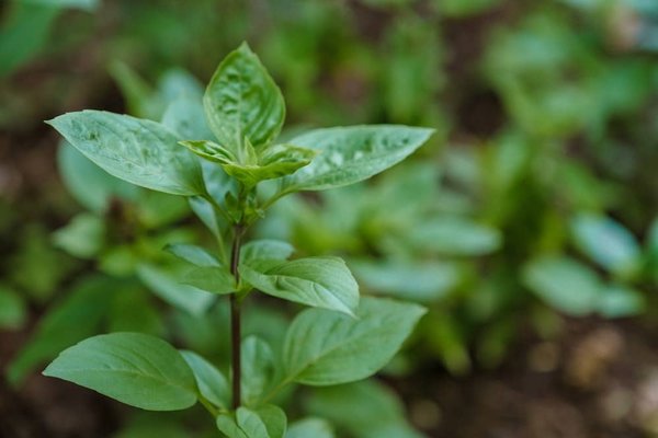 Comment créer un jardin écologique dans mon jardin ?
