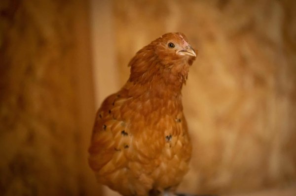Quels arbustes à fleurs sont idéaux pour un jardin urbain ?