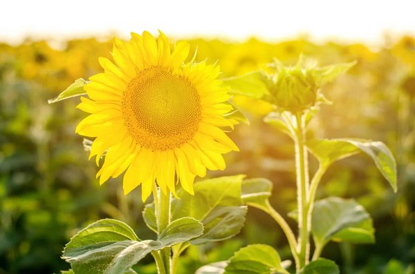 Comment transformer un jardin exposé plein sud ?