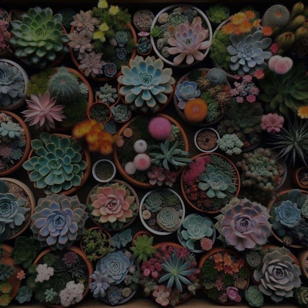 Quelles variétés de plantes grasses sont adaptées à un jardin urbain ombragé ?